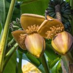 Jak uprawiać tajskie drzewa bananowe?