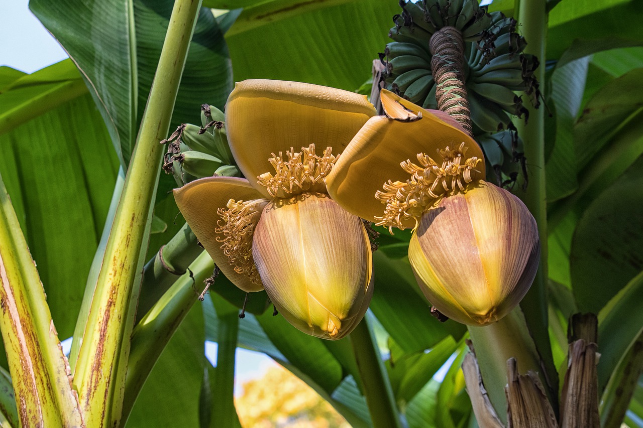 Jak uprawiać tajskie drzewa bananowe?