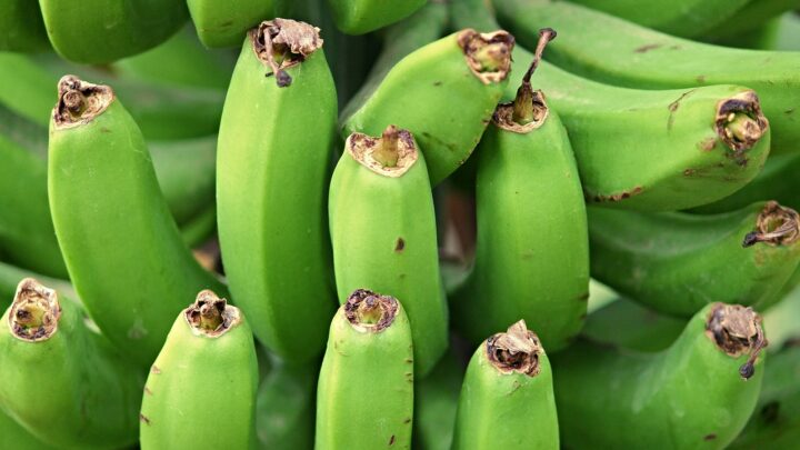 Dowiedz się, jak i kiedy zbierać banany